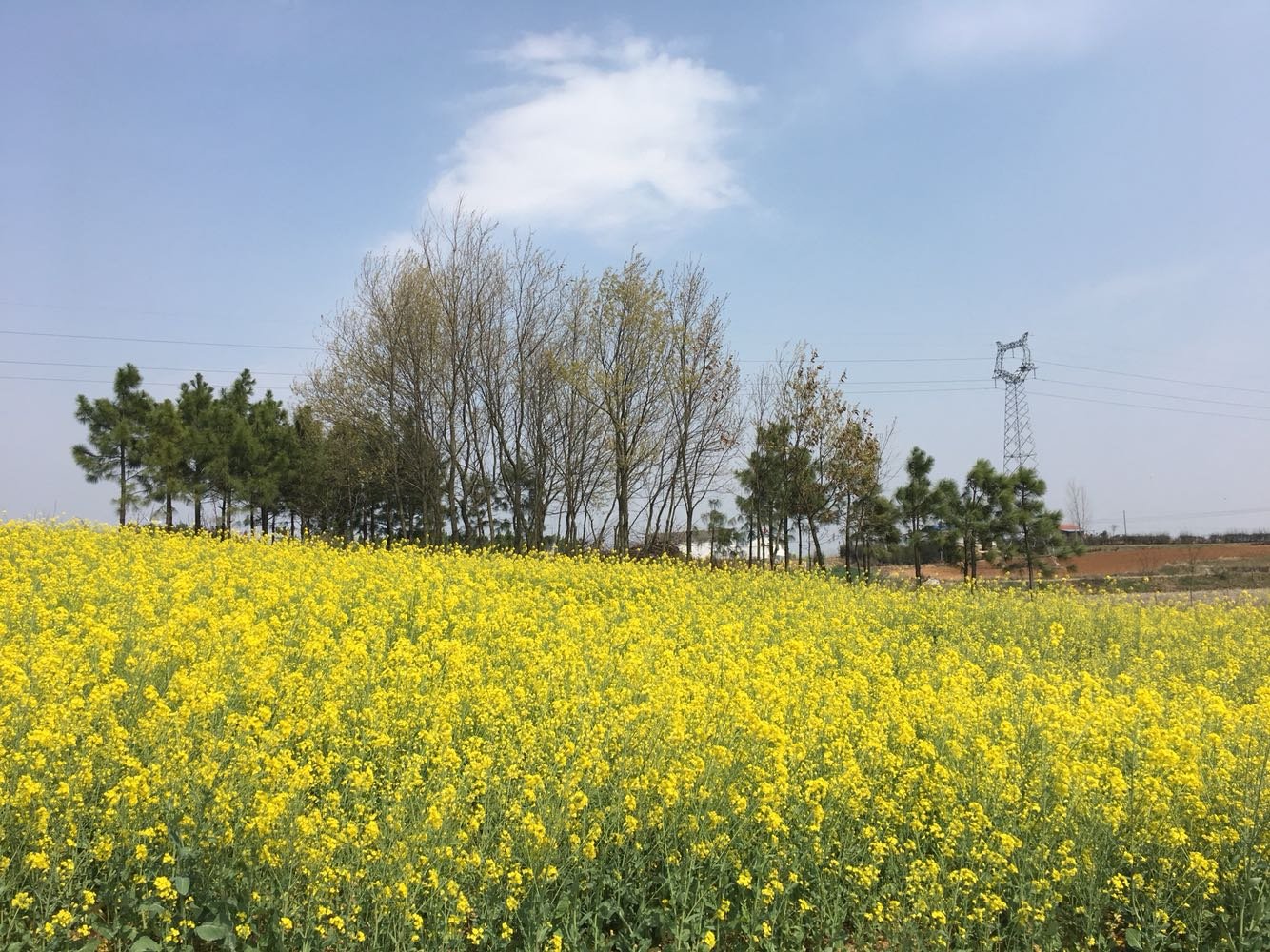 南谯街道天气预报更新通知