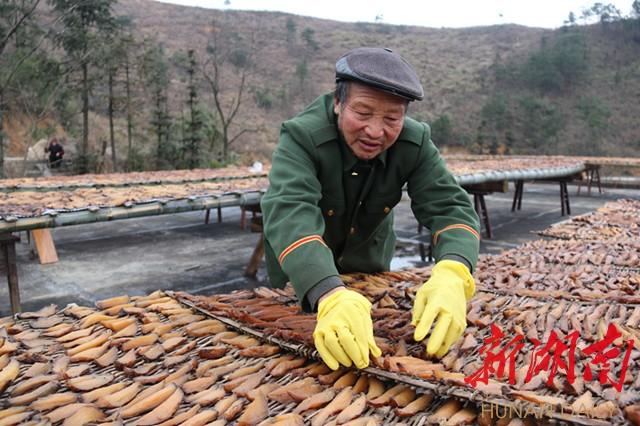 新福乡典范项目引领乡村发展新篇章