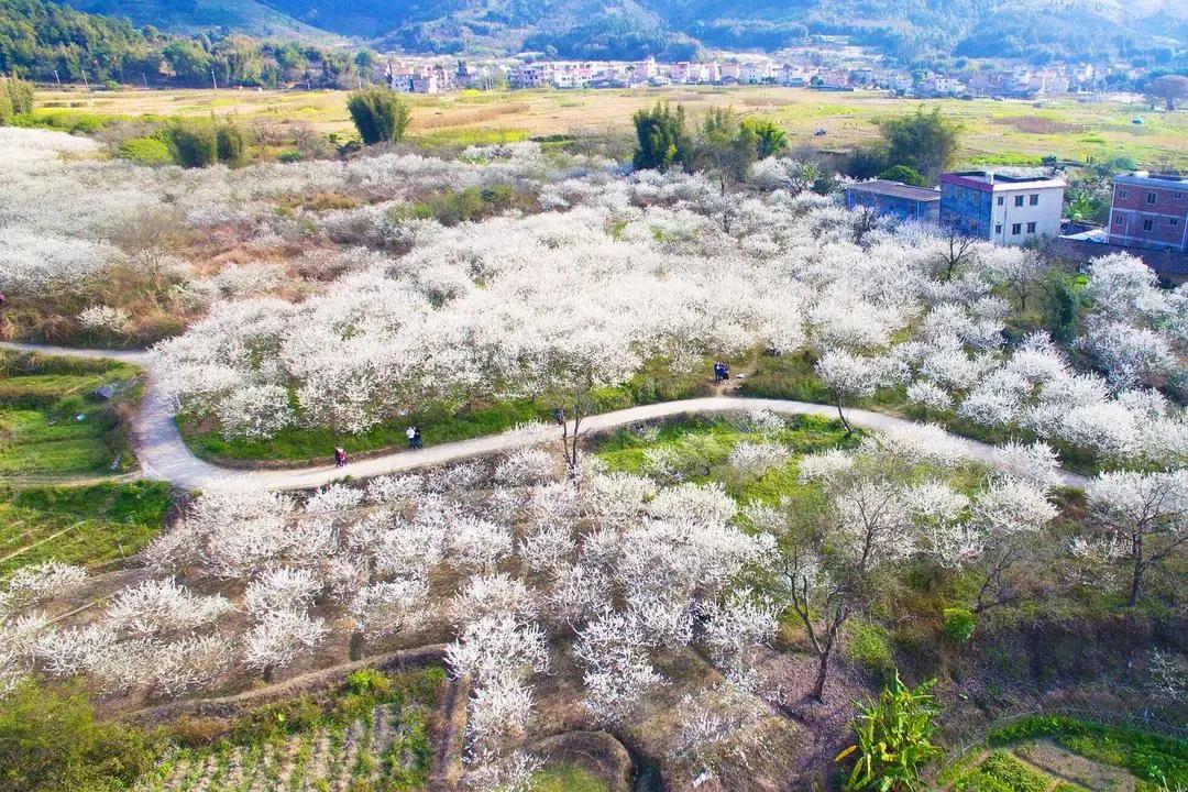 梅花村街道最新发展规划，重塑城市魅力与活力