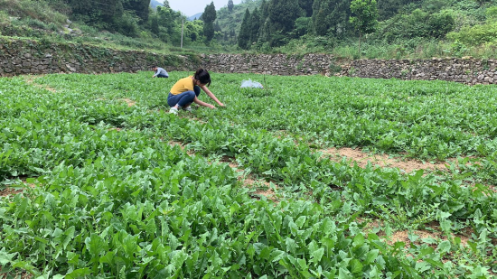 柳荫镇最新新闻报道